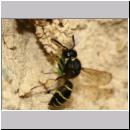 G-Odynerus spinipes w04c beim Nesteintrag einer Larve des Ruesselkaefers.jpg